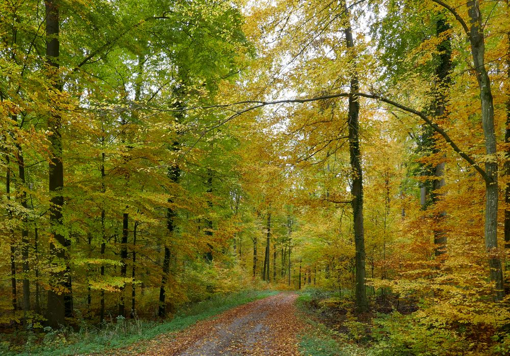 Waldbaden