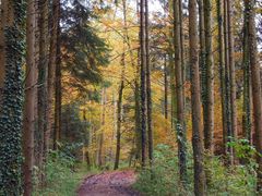 Waldbaden