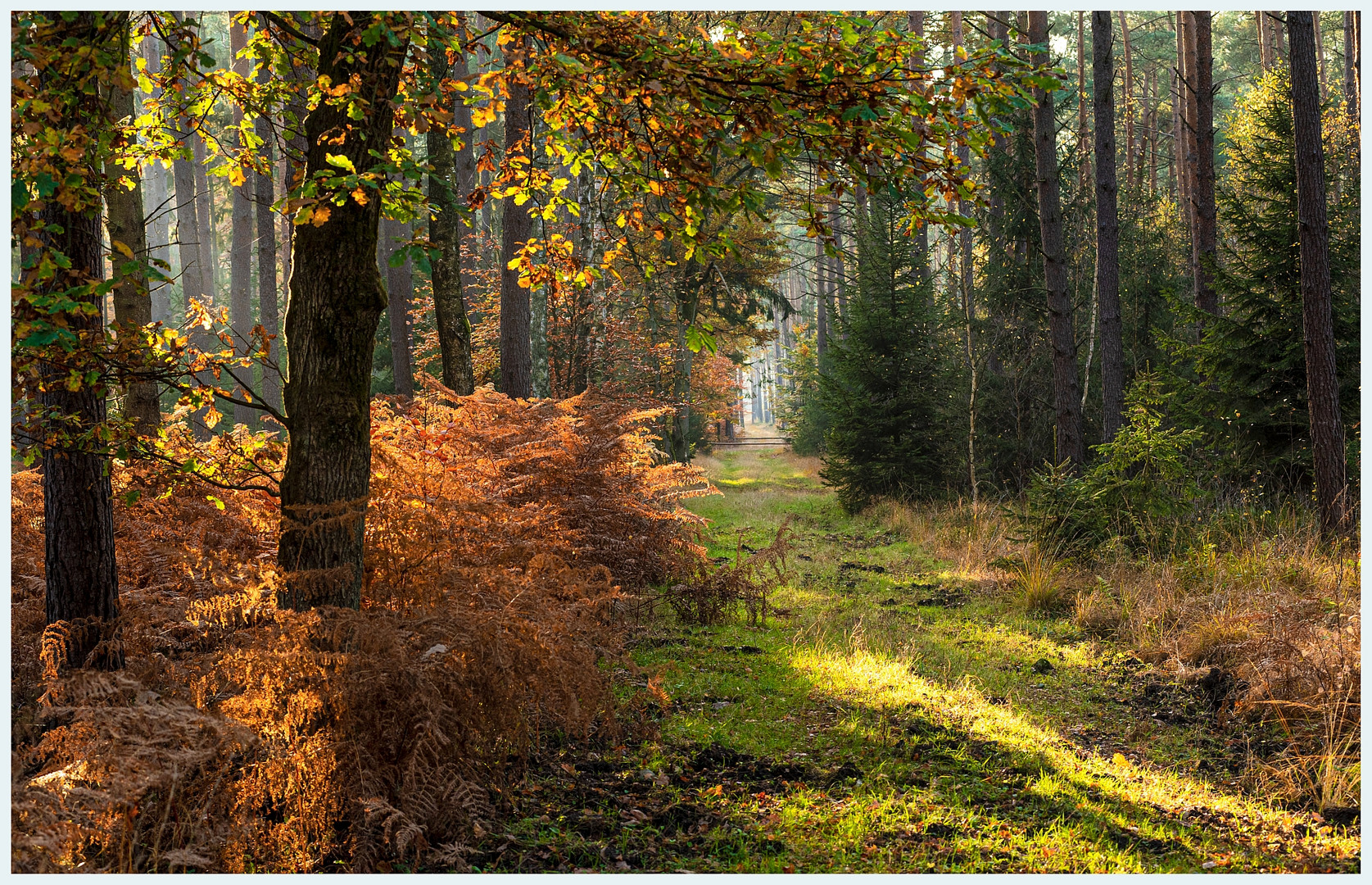 Waldbaden im Herbst