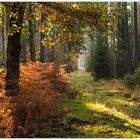 Waldbaden im Herbst