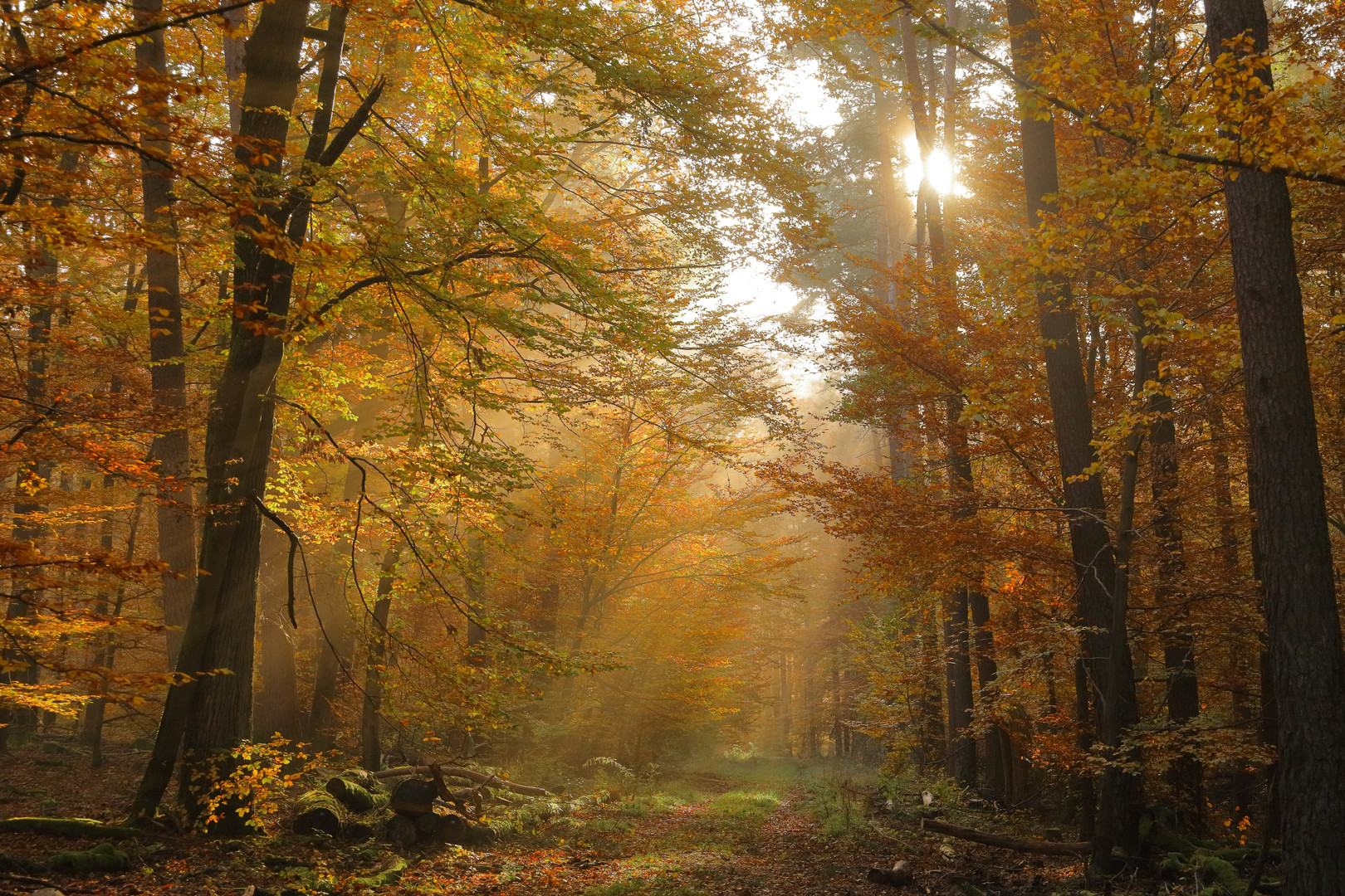 Waldbaden im Herbst