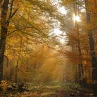 Waldbaden im Herbst