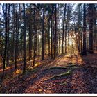 Waldbaden in der Abendsonne