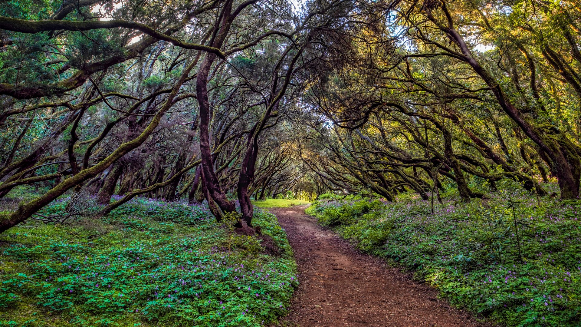 Waldbaden La Gomera