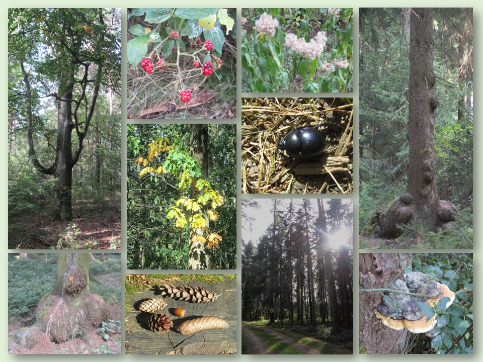 Waldbaden Rümpfwald Lichtenstein (Sachsen)