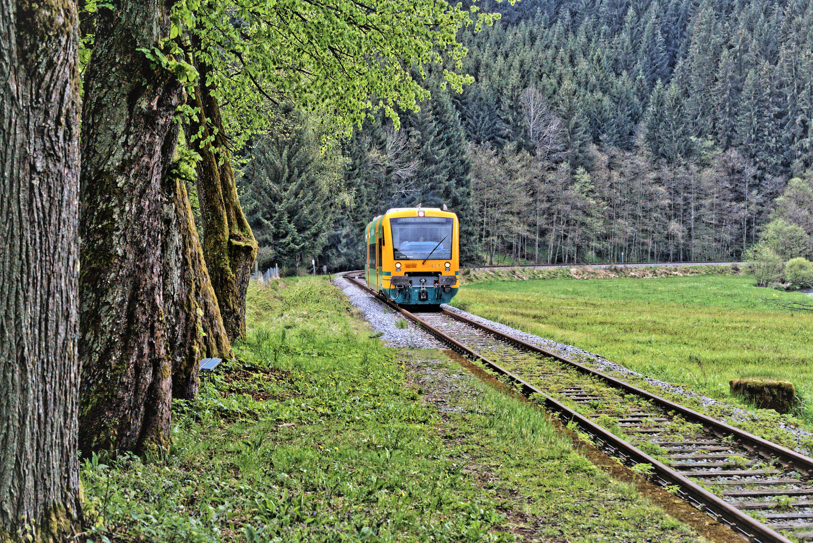 Waldbahn im Anrollen