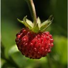 Wald(Balkon)-Erdbeere