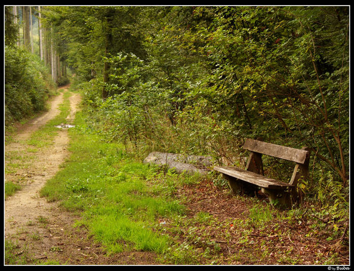 Waldbank Foto & Bild | landschaft, bänke in der landschaft, zäune