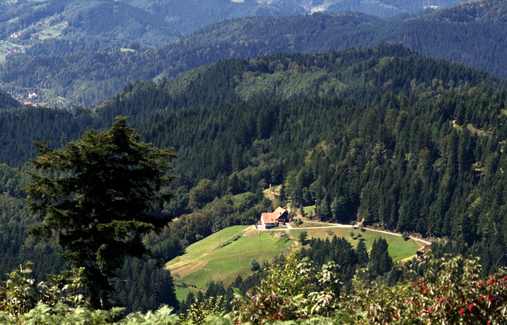 Waldbauernhof im Schwarzwald