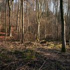 WaldBaum_01