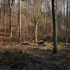 WaldBaum_02