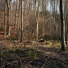 WaldBaum_07