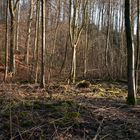 WaldBaum_10