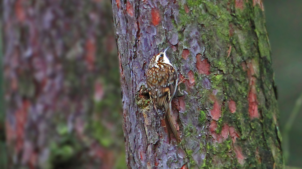 Waldbaumläufer an Baum