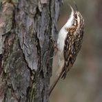 Waldbaumläufer auf Futtersuche