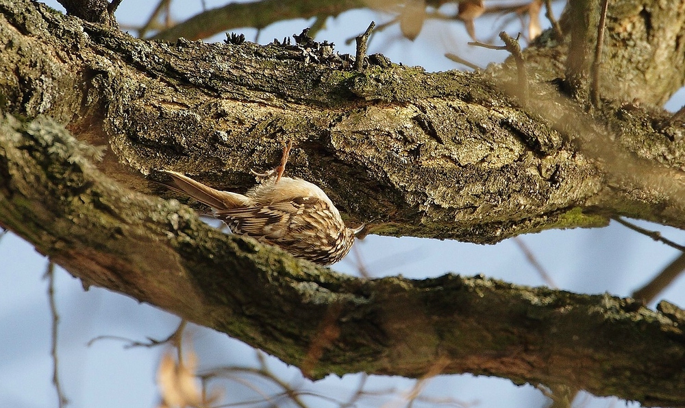 Waldbaumläufer auf Insektensuche