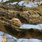 Waldbaumläufer auf Insektensuche