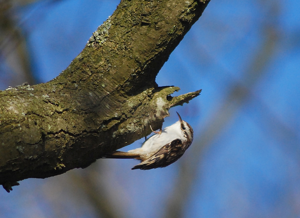 (Wald?)baumläufer