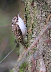 Waldbaumläufer bei der Suche nach Frühstück