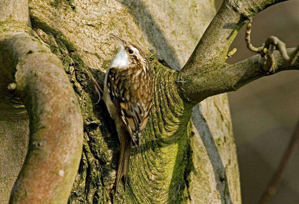 Waldbaumläufer (Certhia familaris)