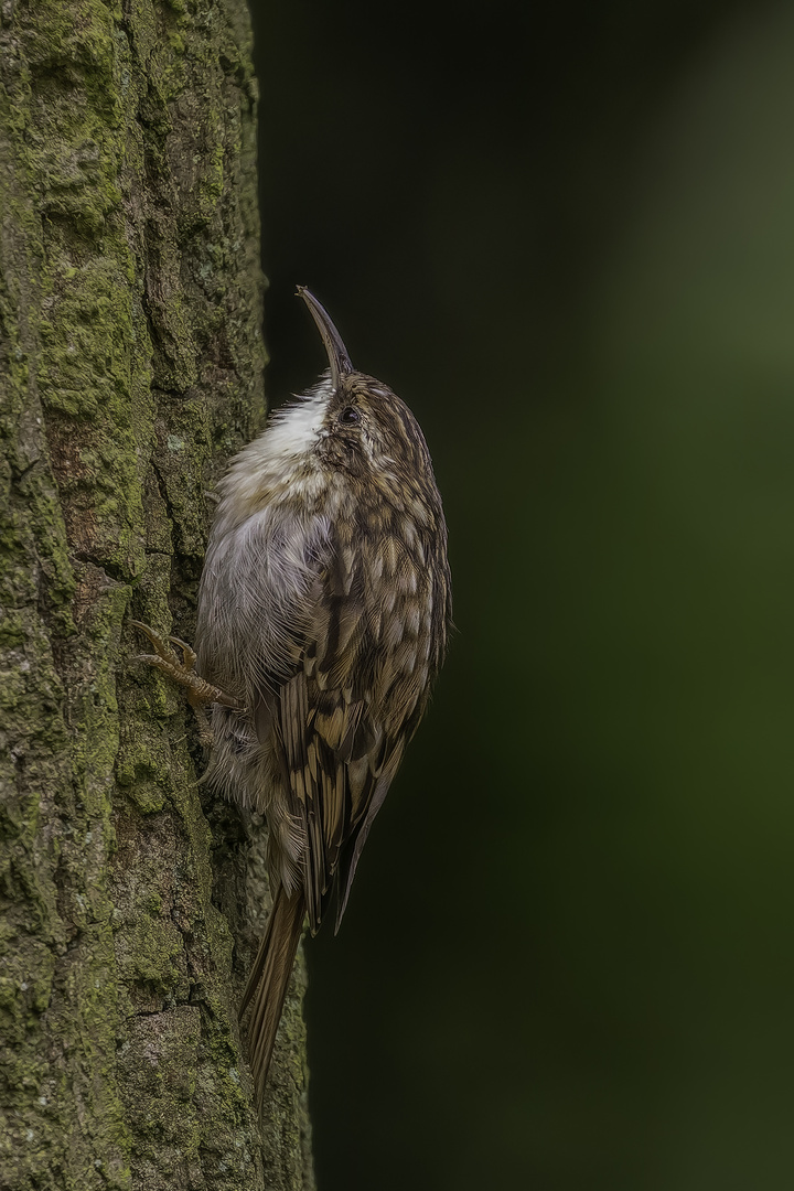 Waldbaumläufer (Certhia familiaris)