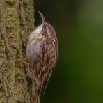 Waldbaumläufer (Certhia familiaris)