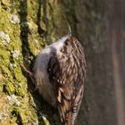 Waldbaumläufer (Certhia Familiaris)