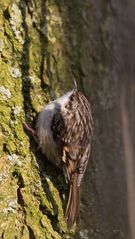 Waldbaumläufer (Certhia Familiaris)