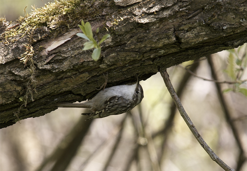 Waldbaumläufer (Certhia familiaris)