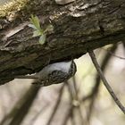 Waldbaumläufer (Certhia familiaris)