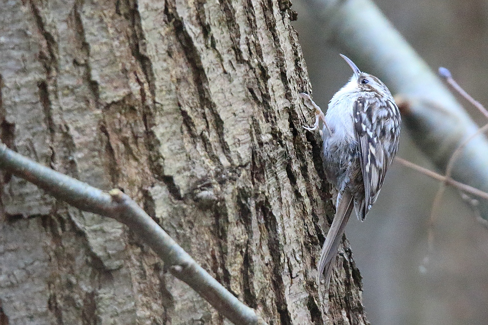 Waldbaumläufer (Certhia familiaris)