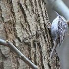 Waldbaumläufer (Certhia familiaris)