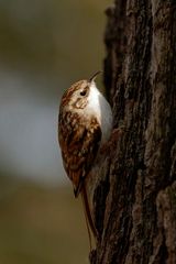 Waldbaumläufer  (Certhia familiaris)