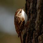 Waldbaumläufer  (Certhia familiaris)