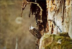 Waldbaumläufer (Certhia Familiaris)