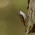 Waldbaumläufer (Certhia familiaris)