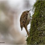 waldbaumläufer (certhia familiaris)....