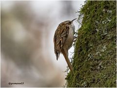 waldbaumläufer (certhia familiaris)....