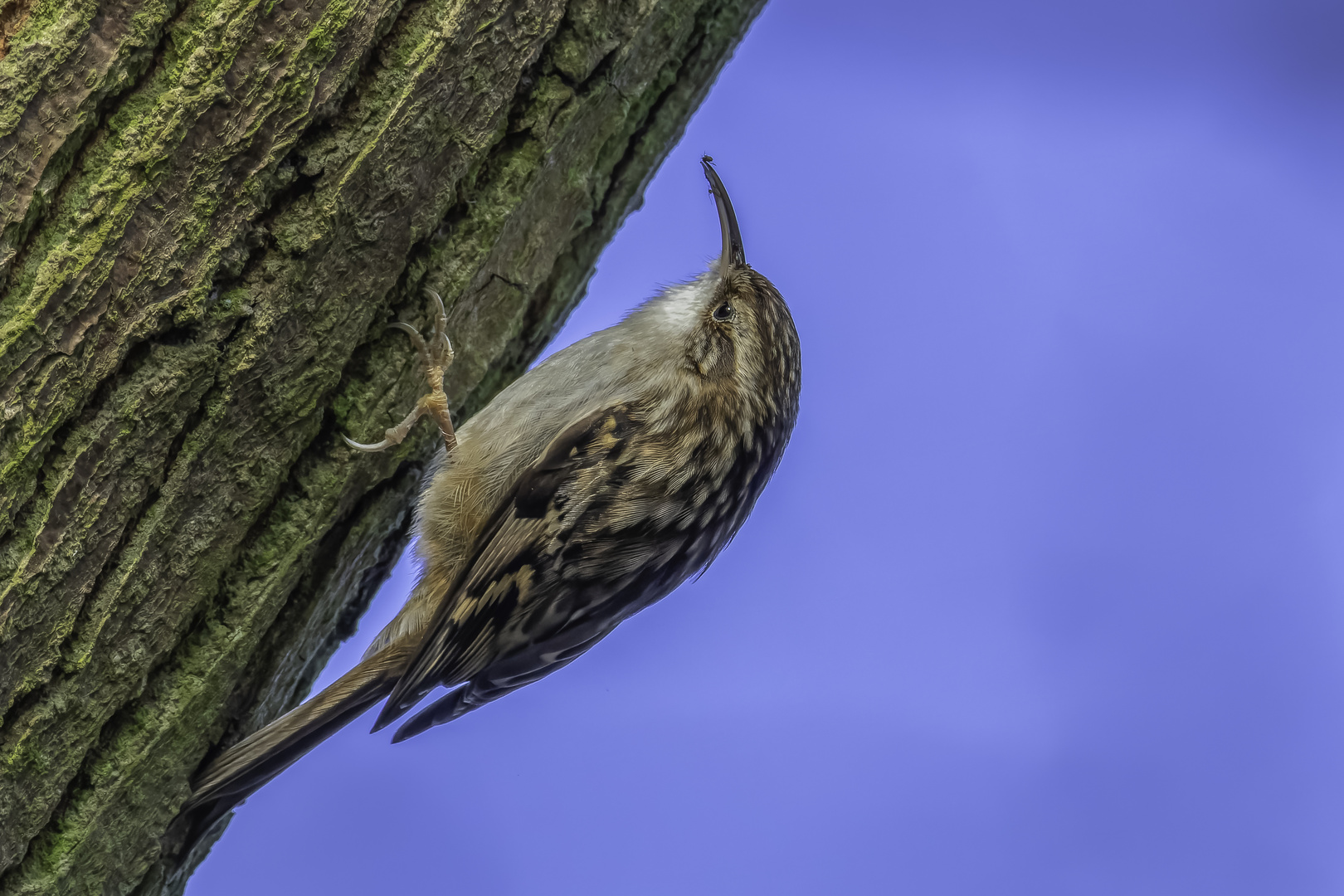 Waldbaumläufer (Certhia familiaris)