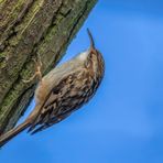 Waldbaumläufer (Certhia familiaris)