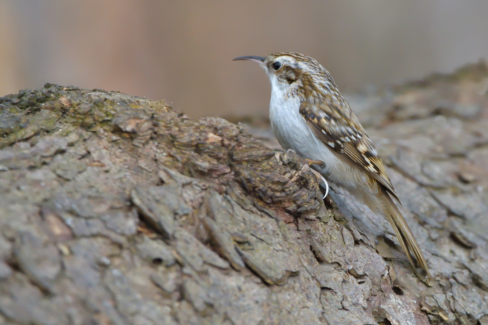 Waldbaumläufer (Certhia familiaris)