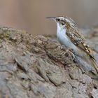 Waldbaumläufer (Certhia familiaris)