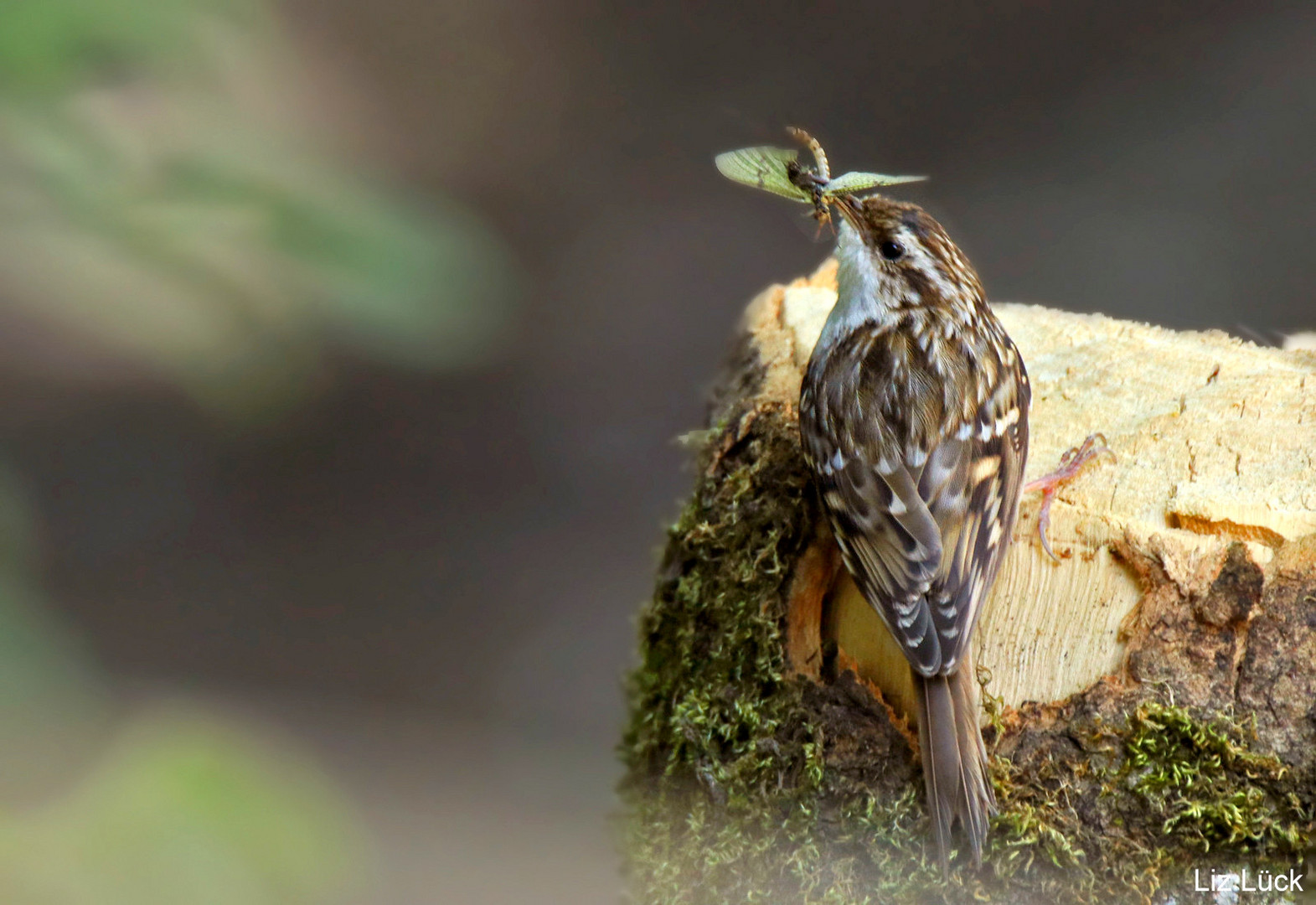 Waldbaumläufer (Certhia familiaris)