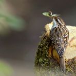 Waldbaumläufer (Certhia familiaris)