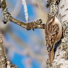 Waldbaumläufer (Certhia familiaris)