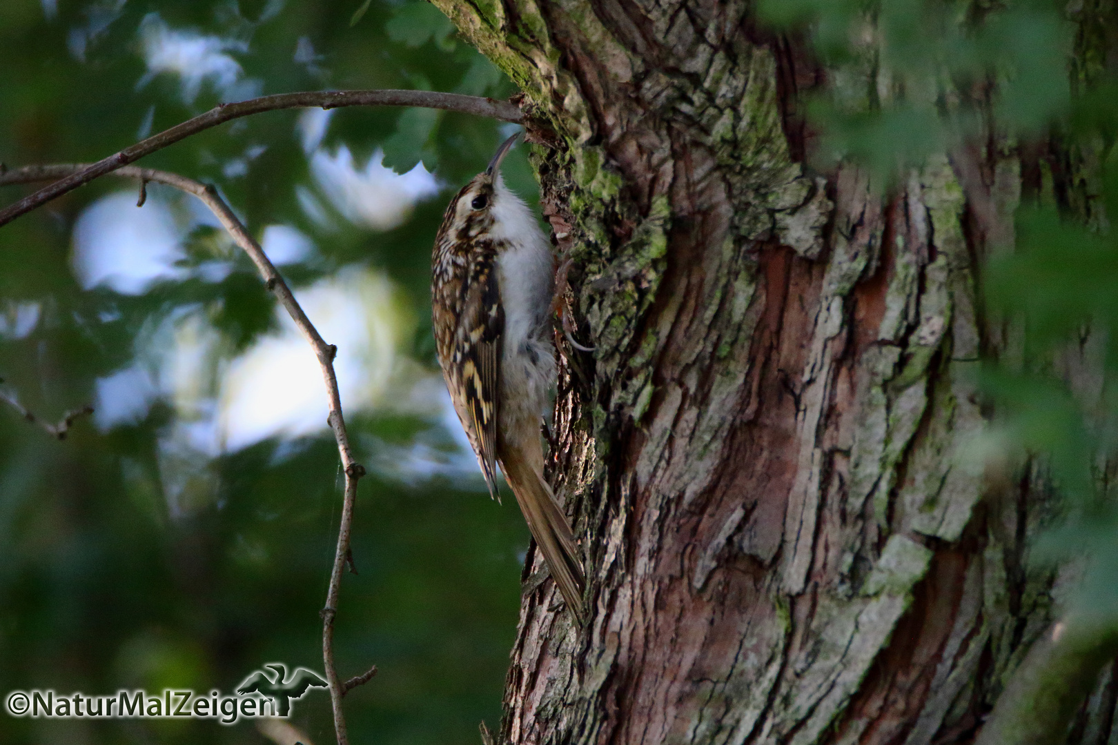 Waldbaumläufer (Certhia familiaris)