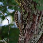 Waldbaumläufer (Certhia familiaris)