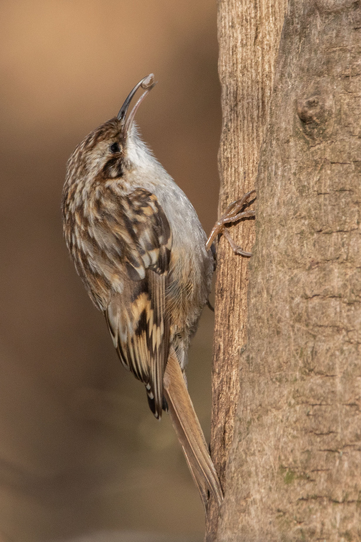 Waldbaumläufer (Certhia familiaris)