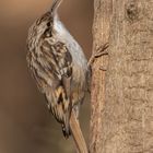 Waldbaumläufer (Certhia familiaris)