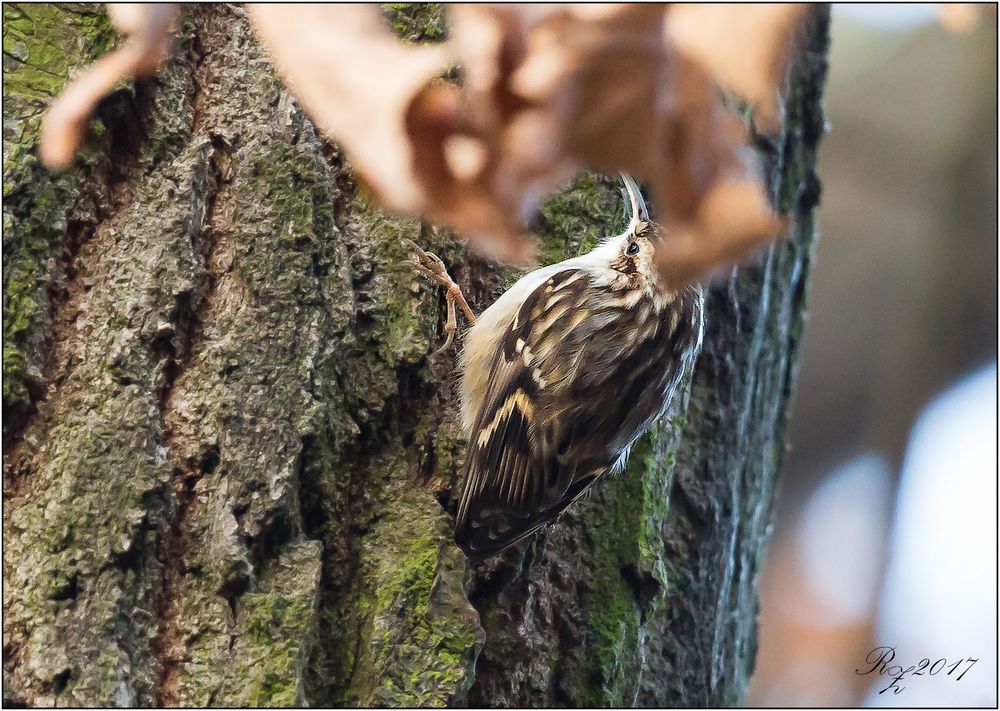 Waldbaumläufer?